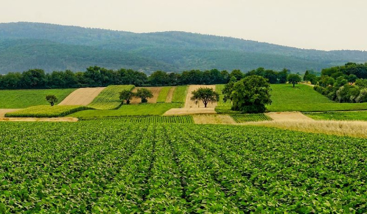 Namibian agricultural landscape